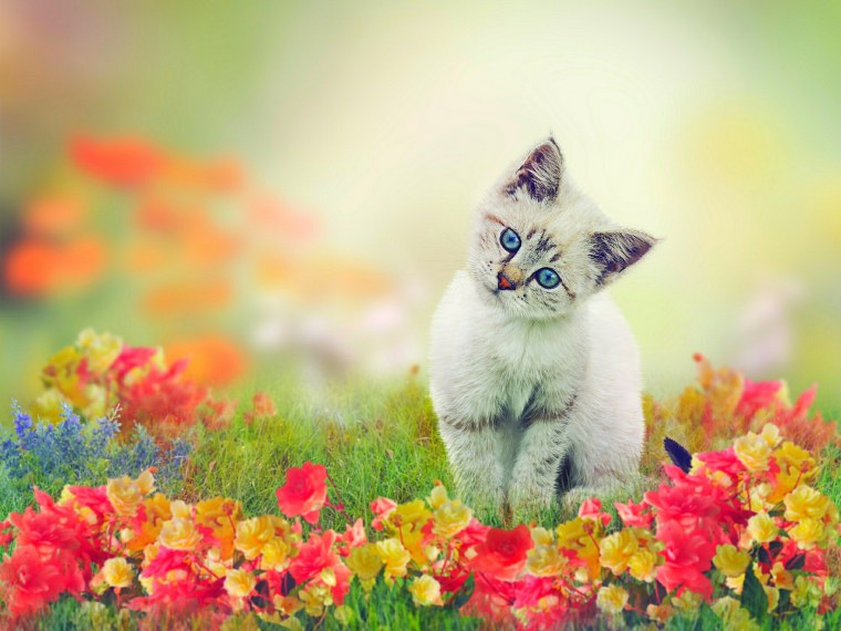 Букет розовых роз и Котт