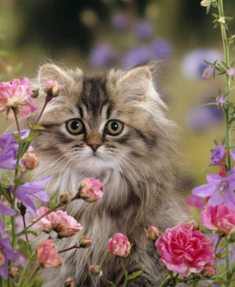 Красивые котята в цветах