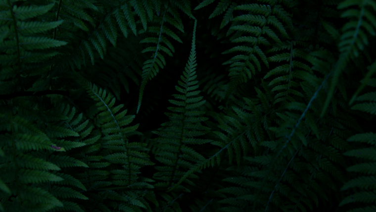 Листья пальмы темные