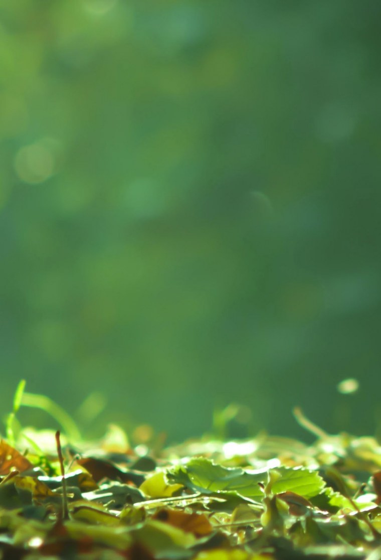 Монстера Индонезиан