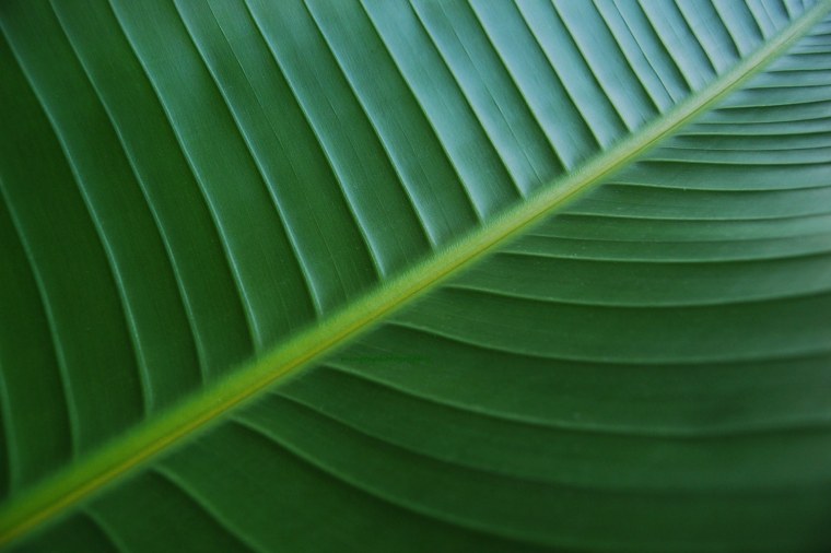 Фон природа размытый