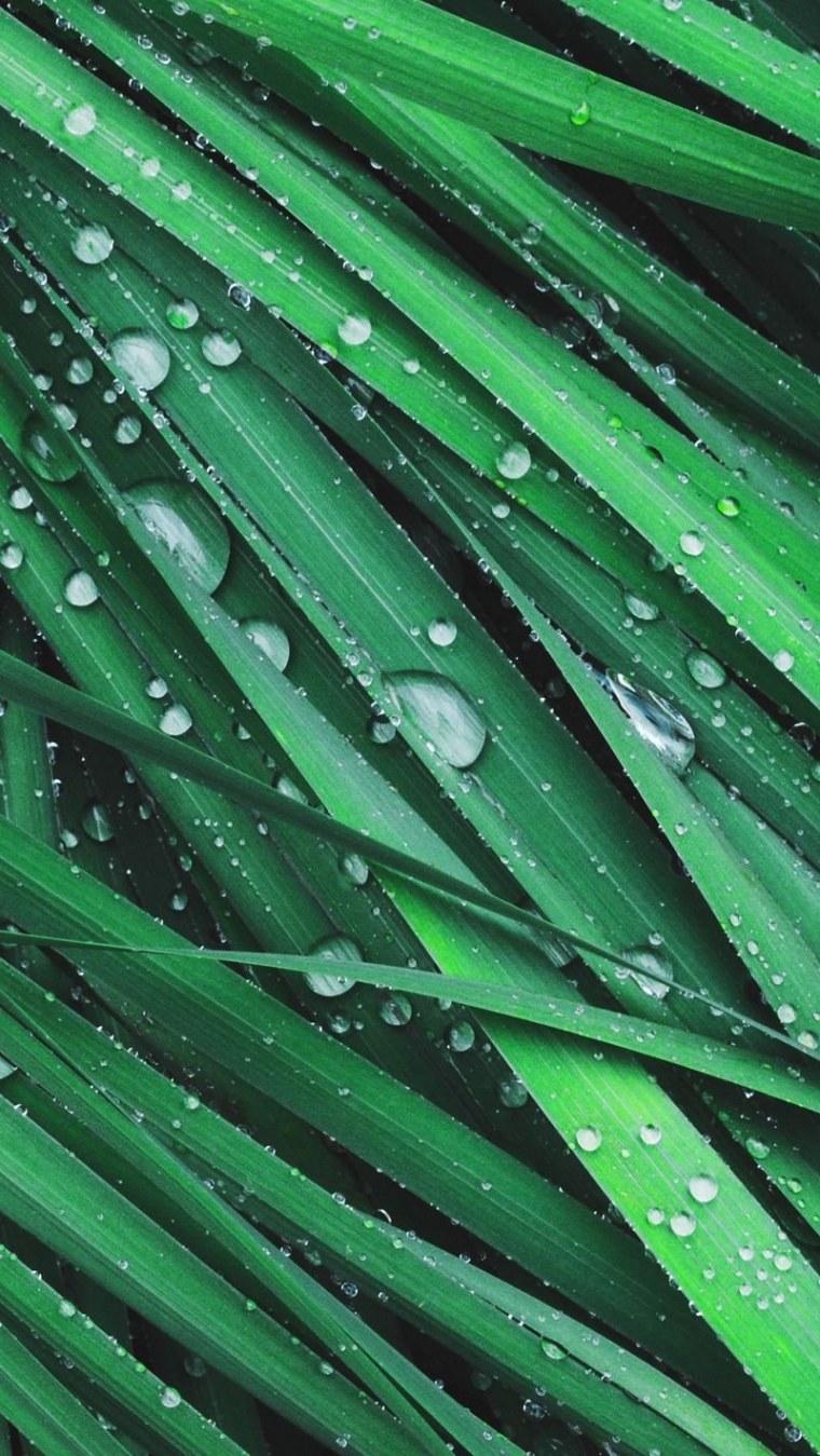 Темно зеленый фон