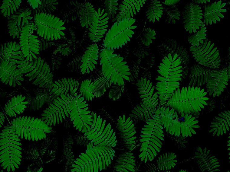 Темно зеленые листья