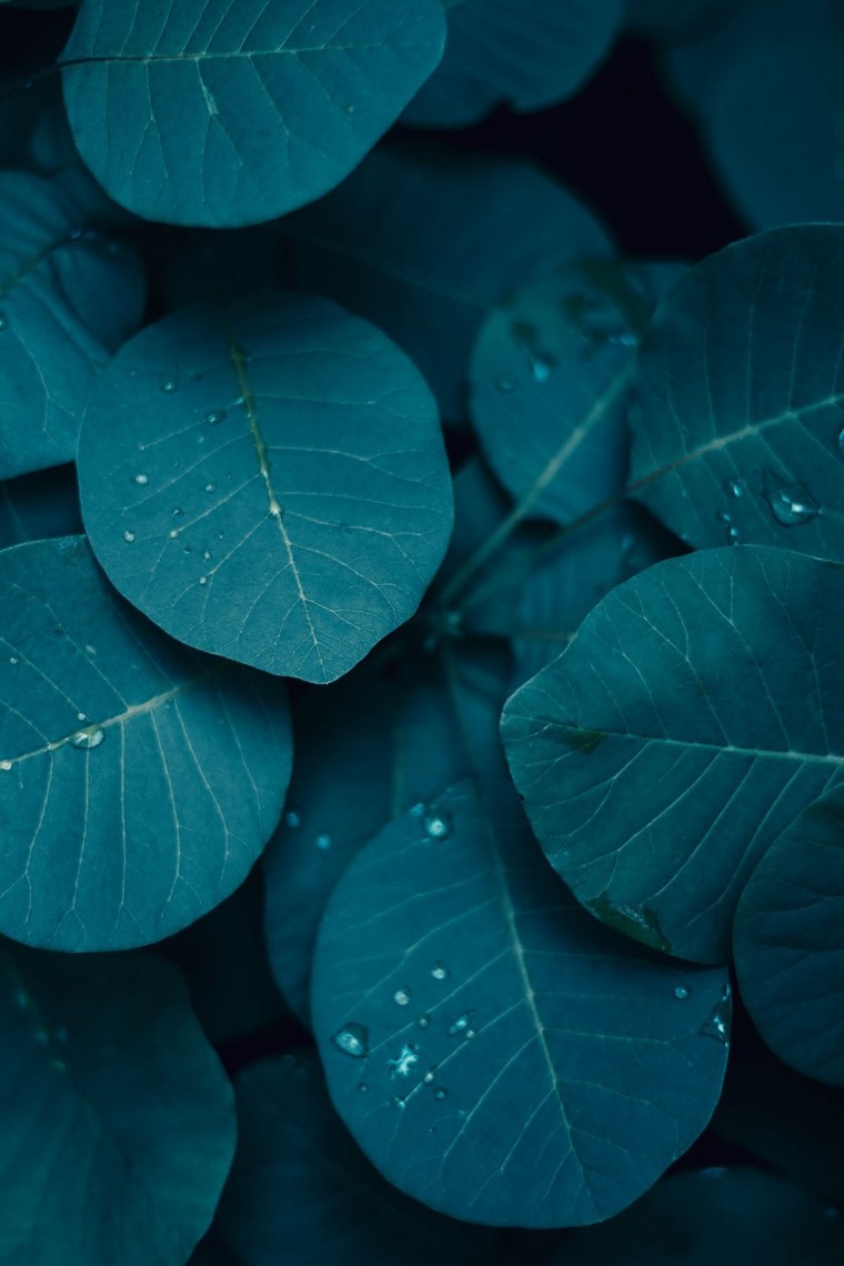 Красивые зеленые растения