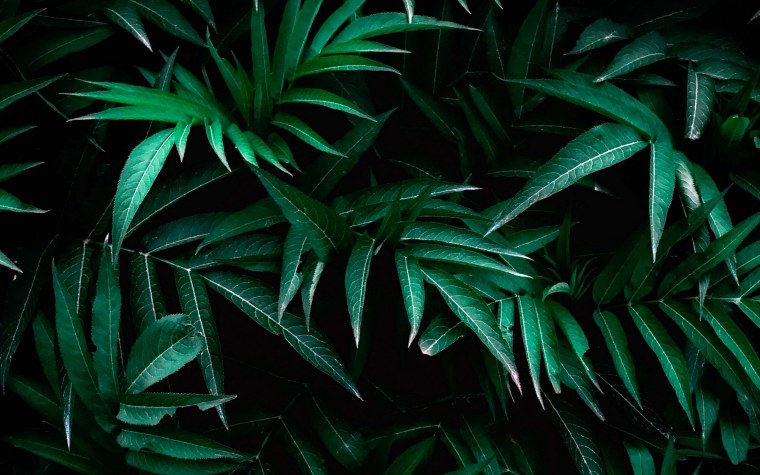 Зеленые тропические листья