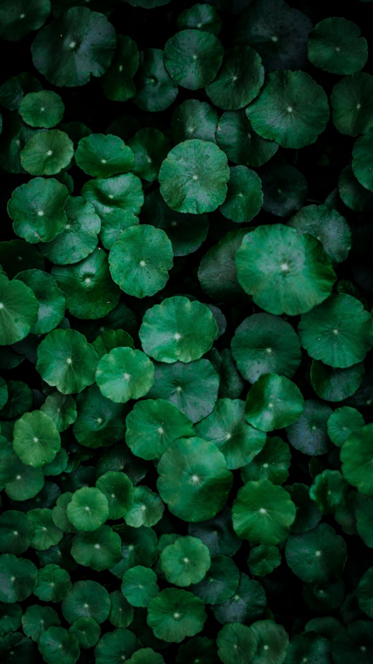 Обои листья