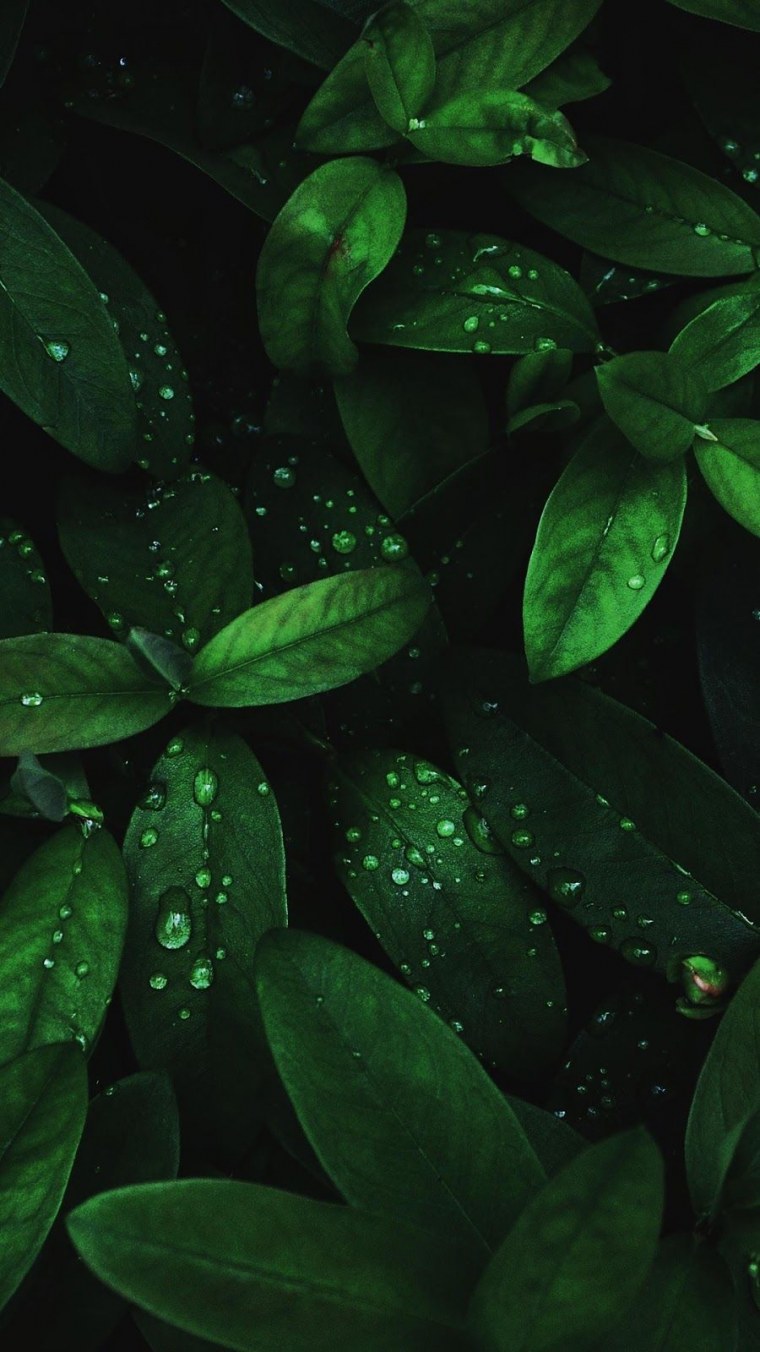 Зелень на темном фоне