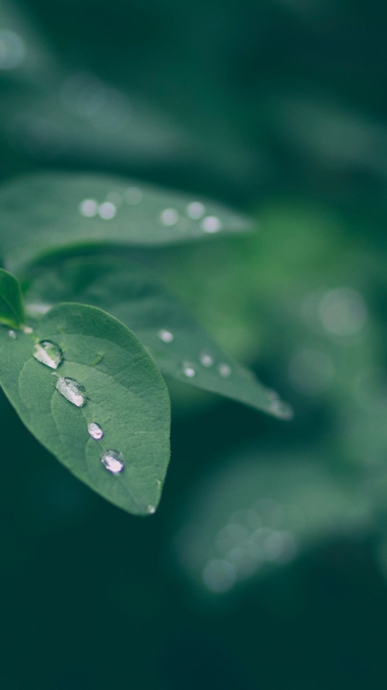 Подводный мох