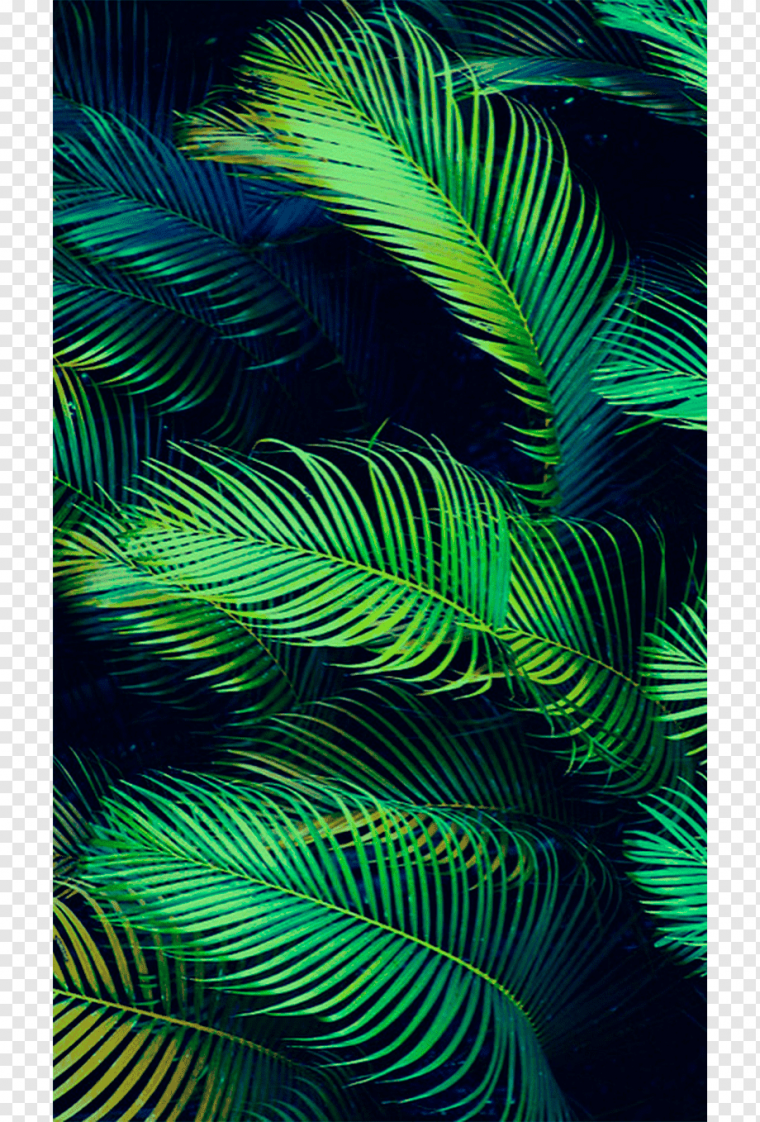 Лианна папоротник листья