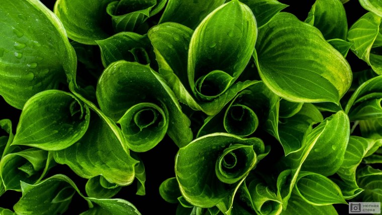 Зеленые обои на айфон 11