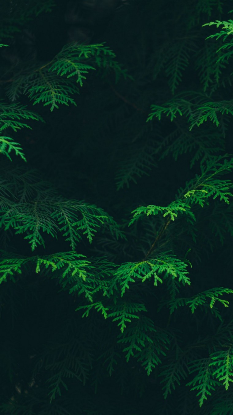 Эстетика зеленого