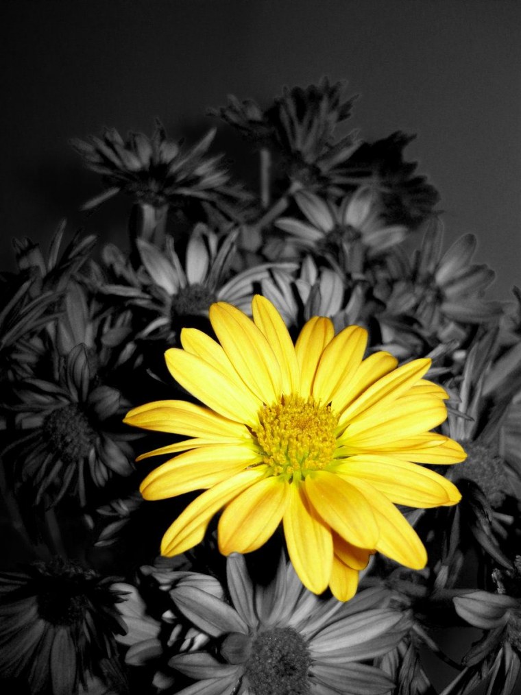 Подсолнухи на темном фоне