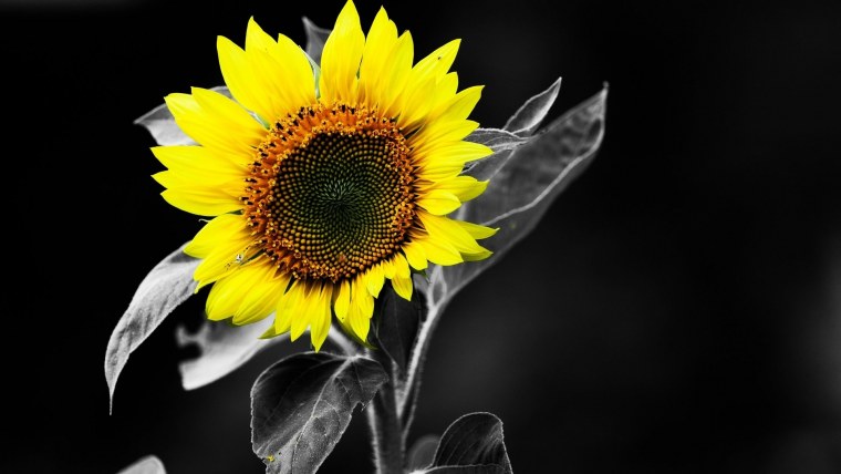 Черно желтый цвет