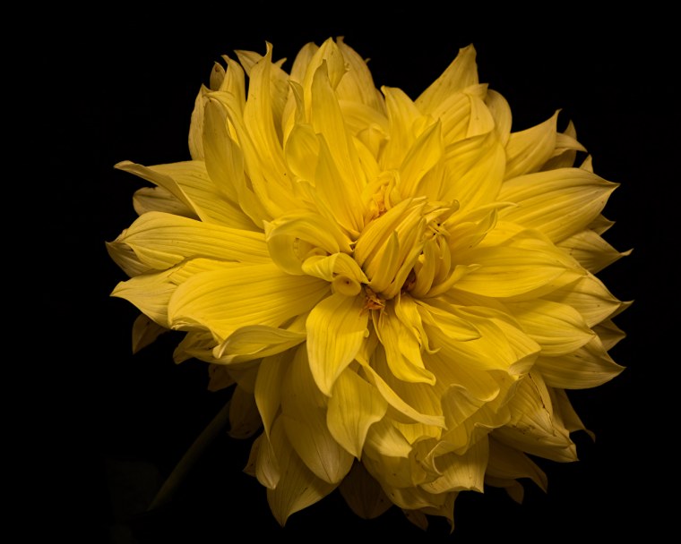 Гербера желтая