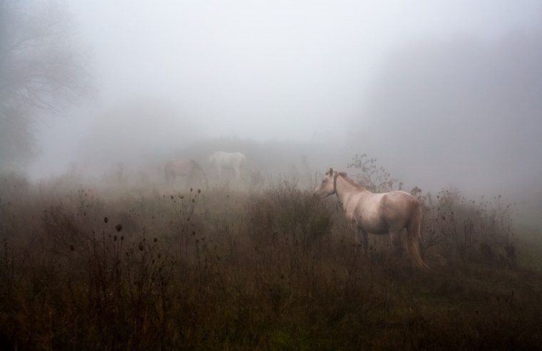 Деревня Церковь туман лошадь