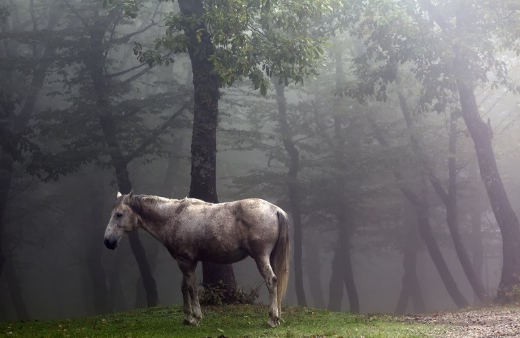 Белая лошадь в тумане