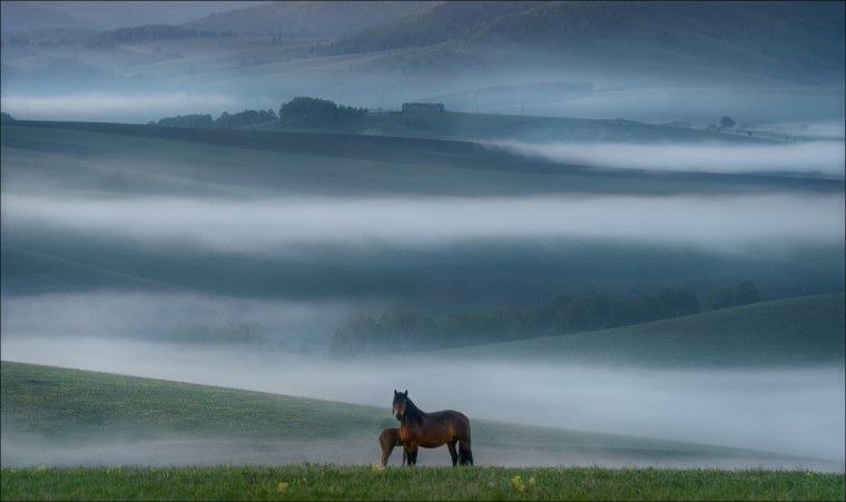 Табун лошадей в тумане