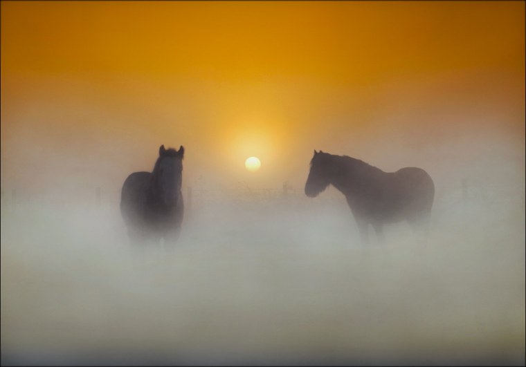 Лошадь в тумане