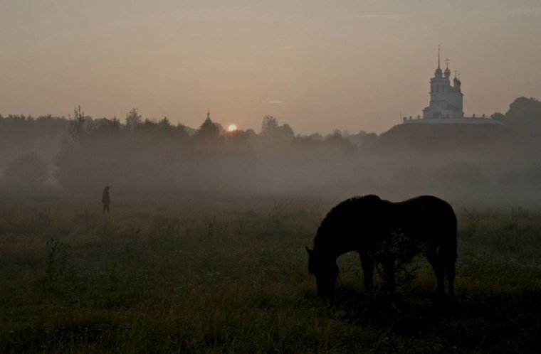 Жеребенок в тумане