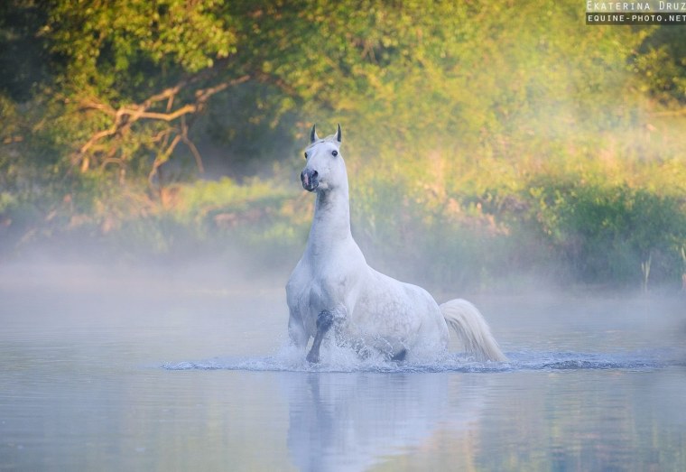 Лошадь в тумане