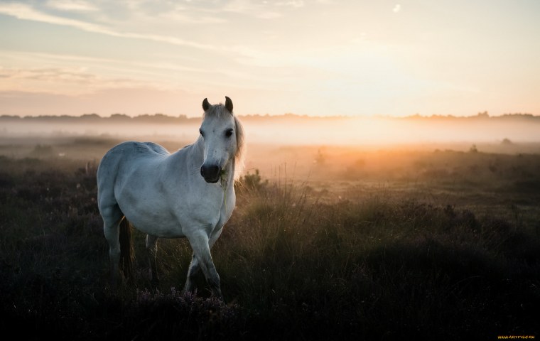 Лошади Эстетика