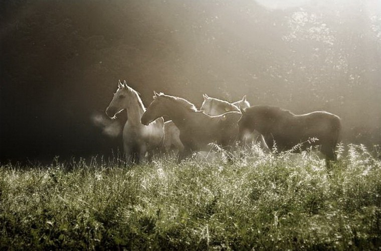 Красивые лошади в тумане