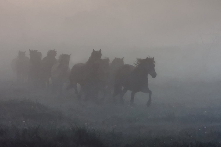 Белый конь в тумане