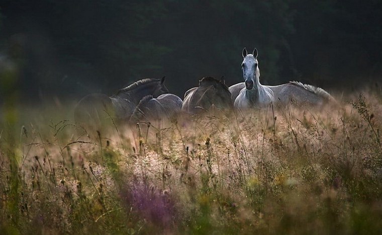 Лошадь в тумане