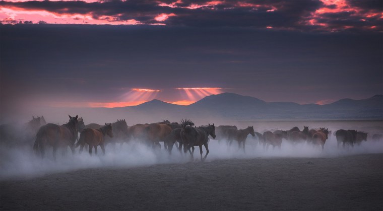 Табун лошадей в лесу