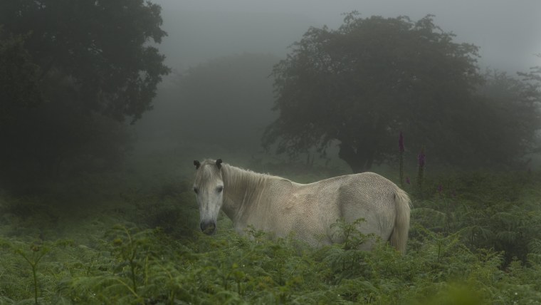 Лошадь в тумане
