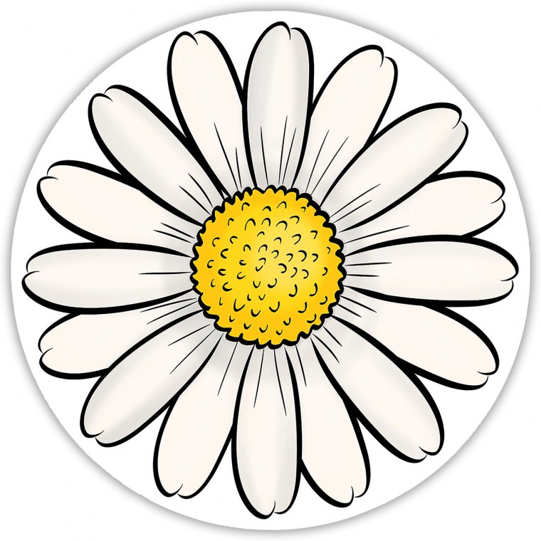 Лепесток ромашки