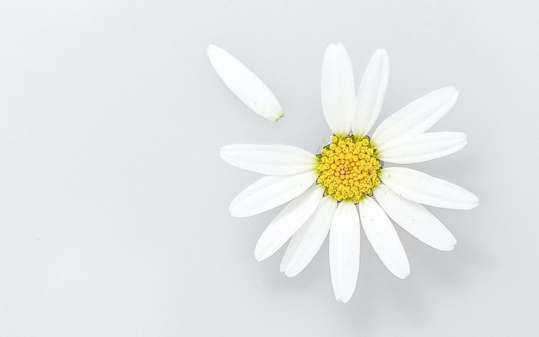 Лепесток контур