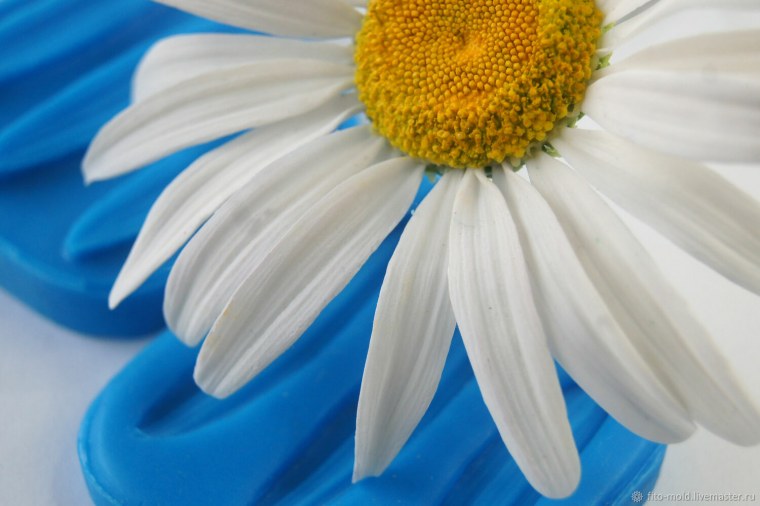 Обои на телефон ромашки