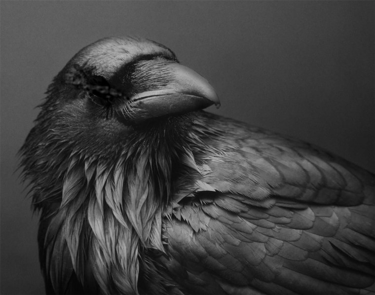 Ворон на темном фоне