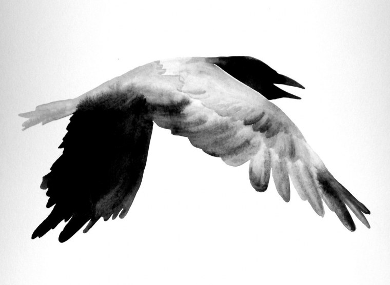 Ворон для срисовки