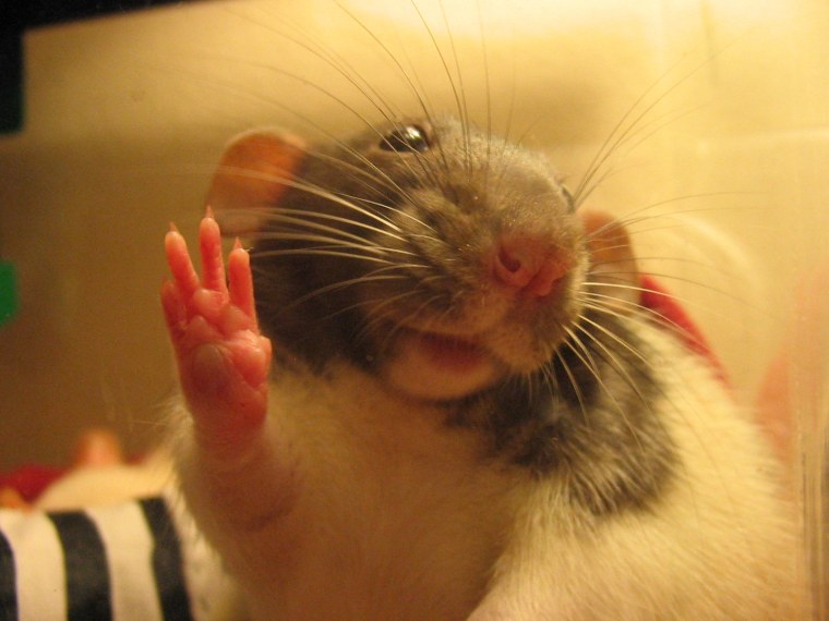 Смешные крысы