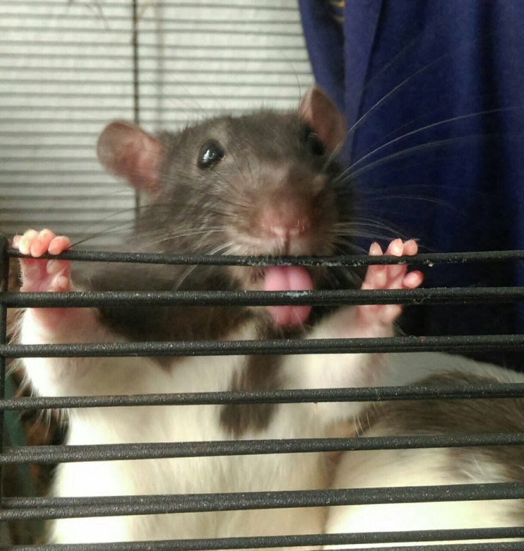 Крыса Дамбо Рататуй