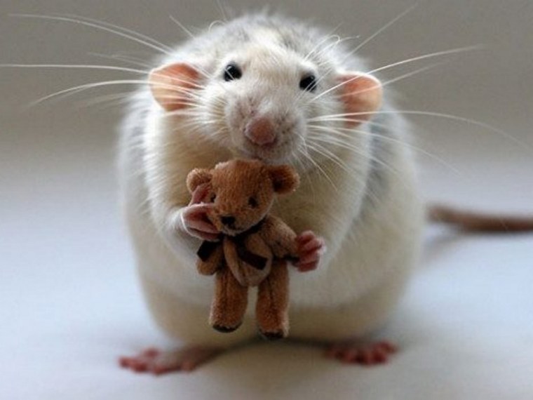 Зелёная миля мышонок