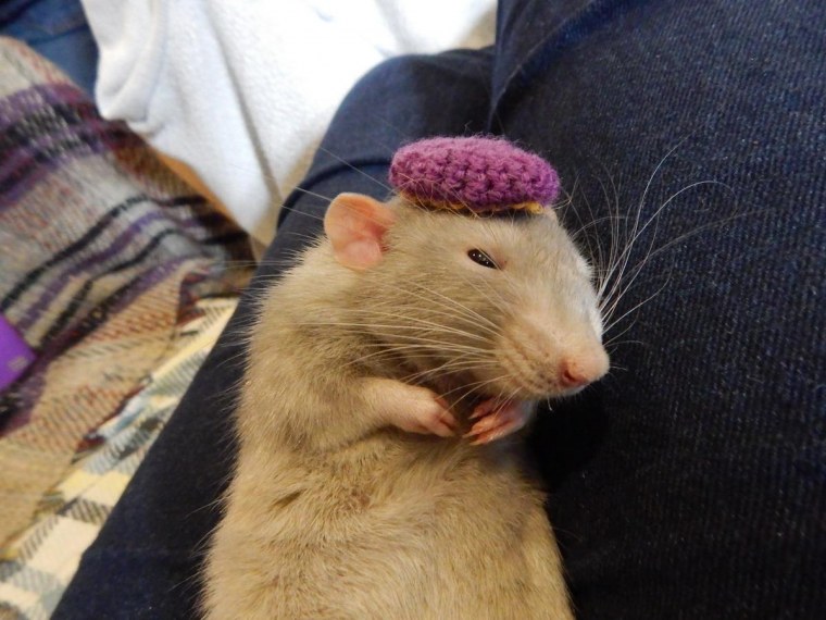 Две милые крыски