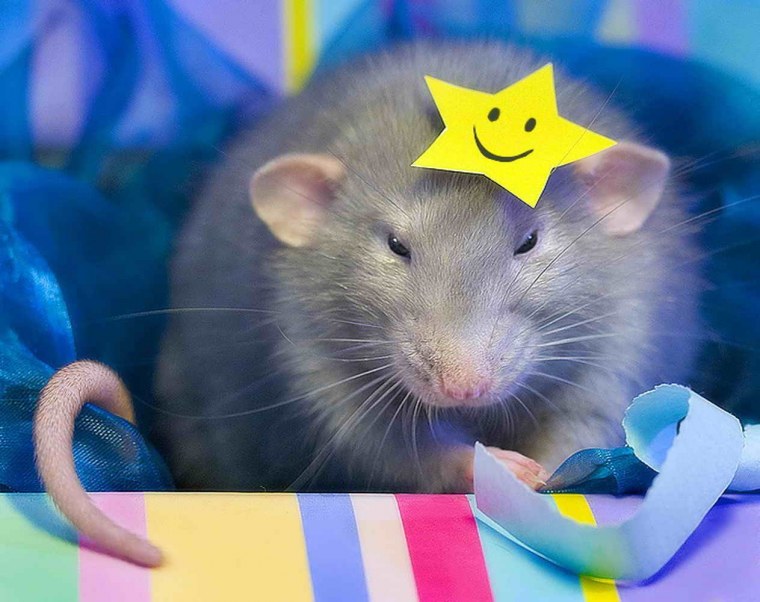 Крысы подружки