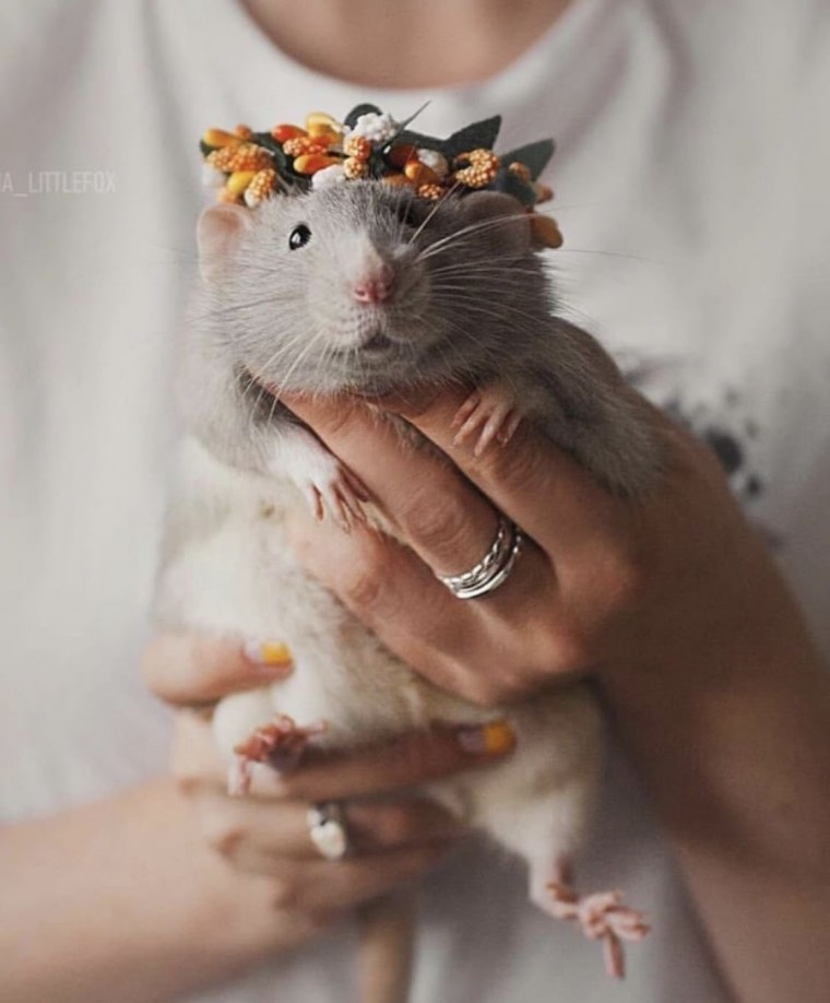 Милые домашние крыски