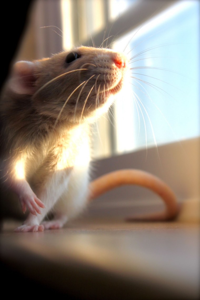 Ласковая крыса