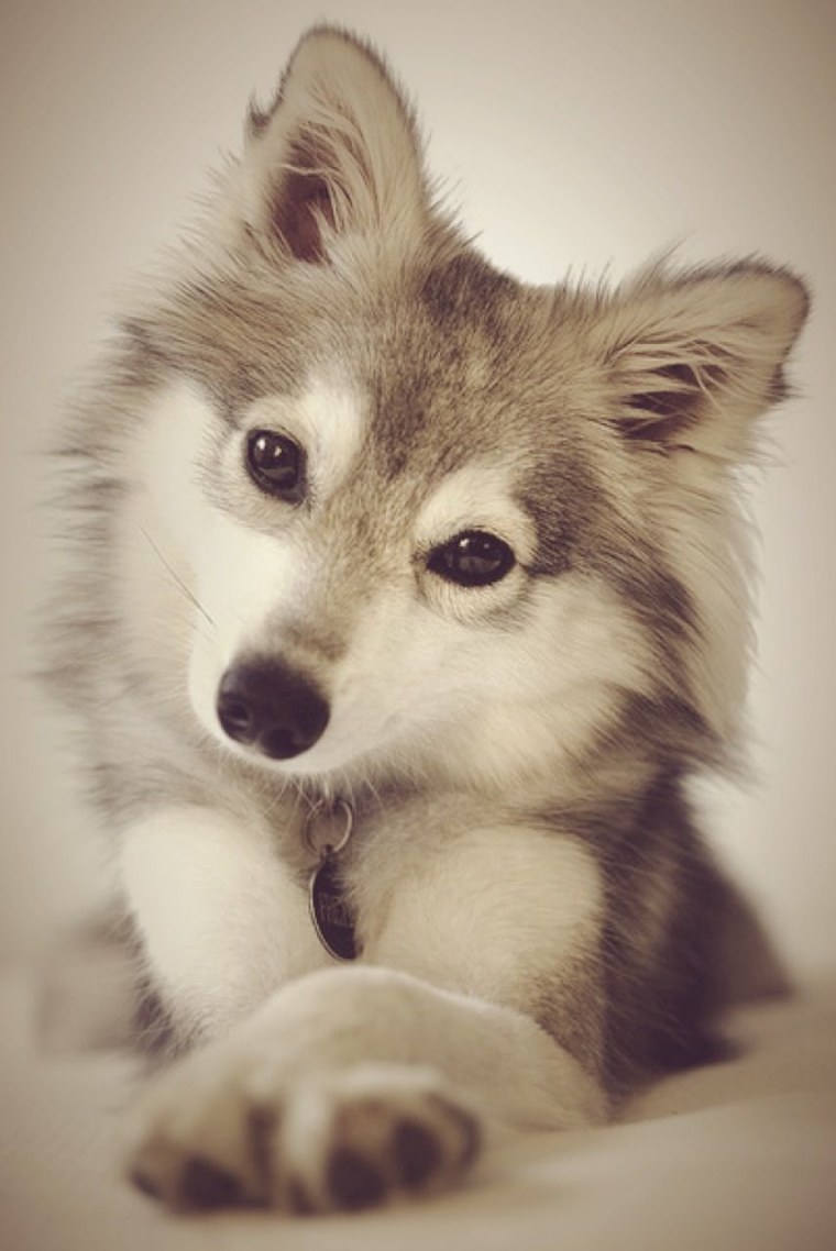 Красивый Волчонок