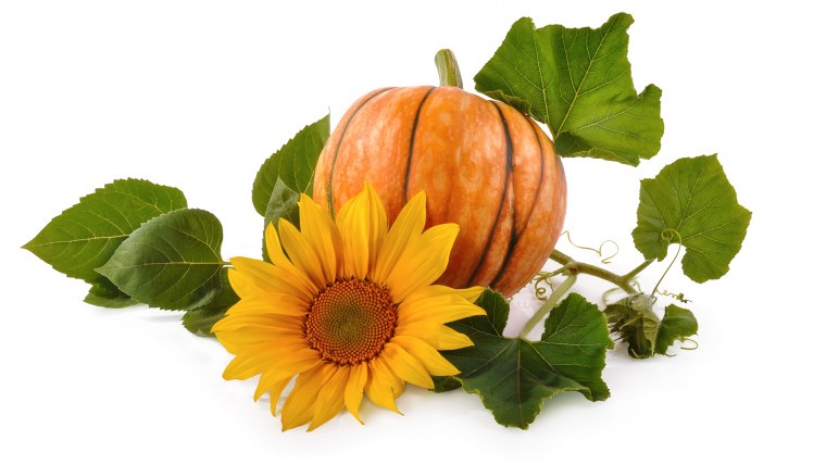 Тыква желтая