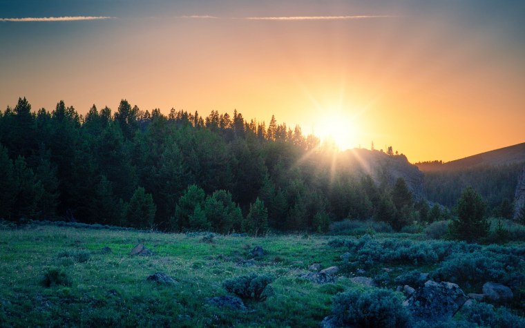 Утренний лес