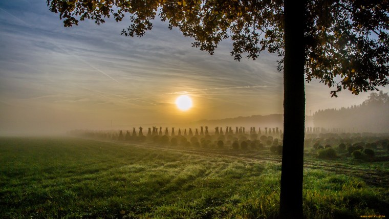 Летнее утро