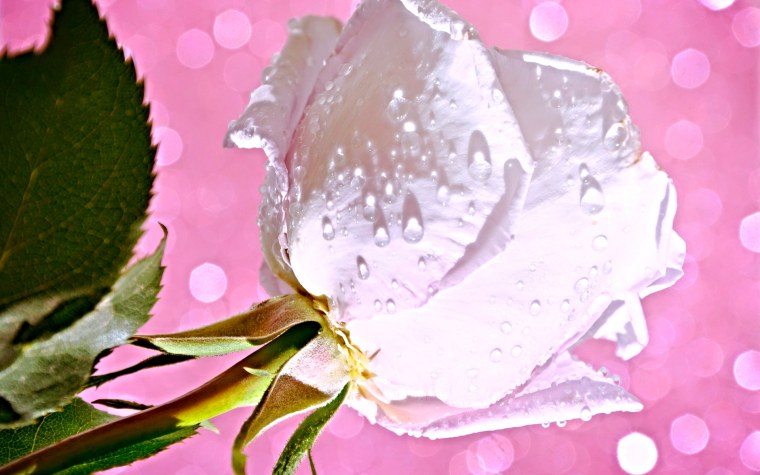 Капли воды на лепестках