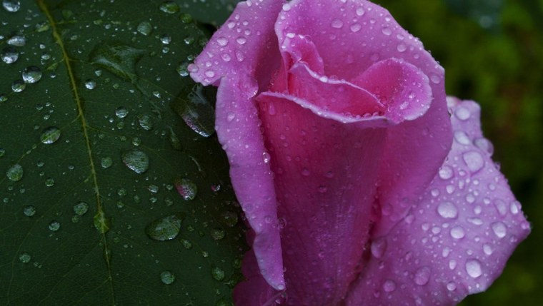 Цветы розовые с каплями красивые