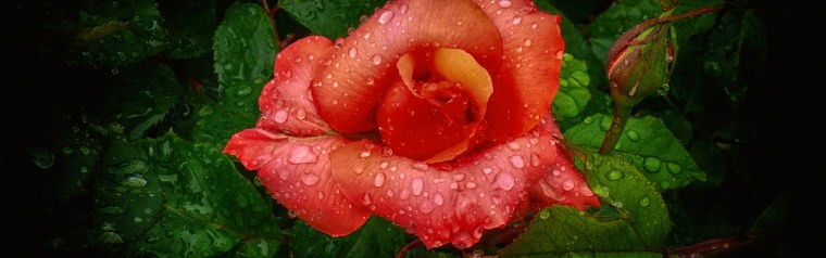 Розовые розы крупные бутоны