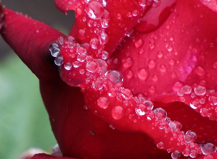 Заставка на рабочий стол HD роза в каплях